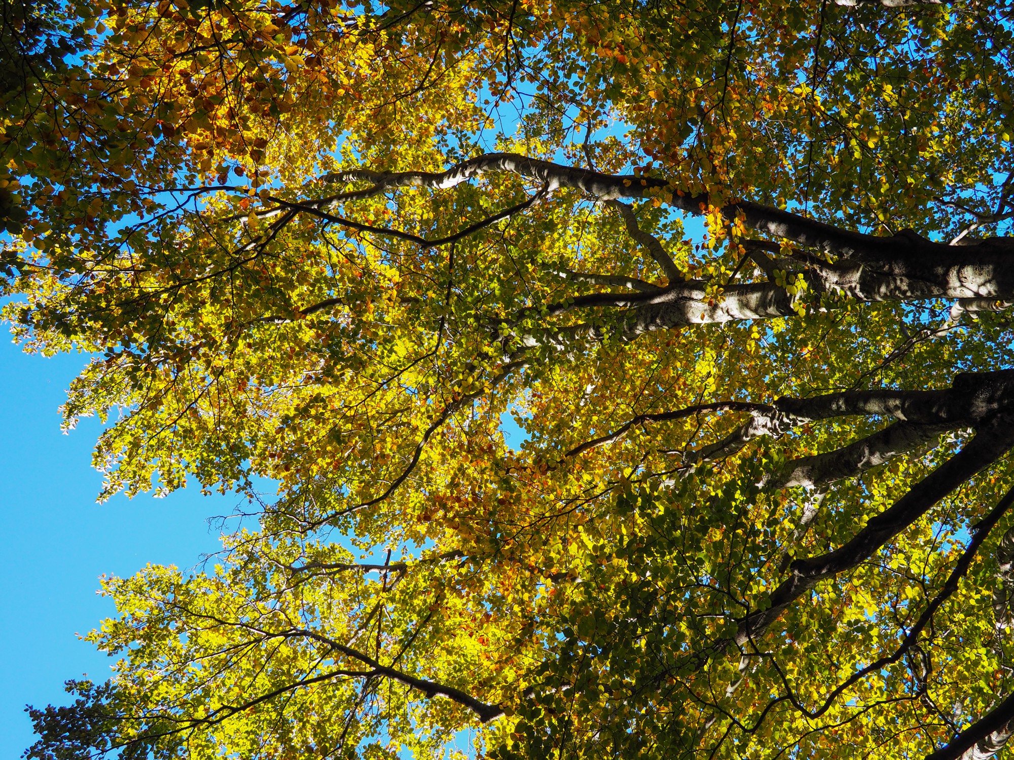 Indian Summer in Val Colla