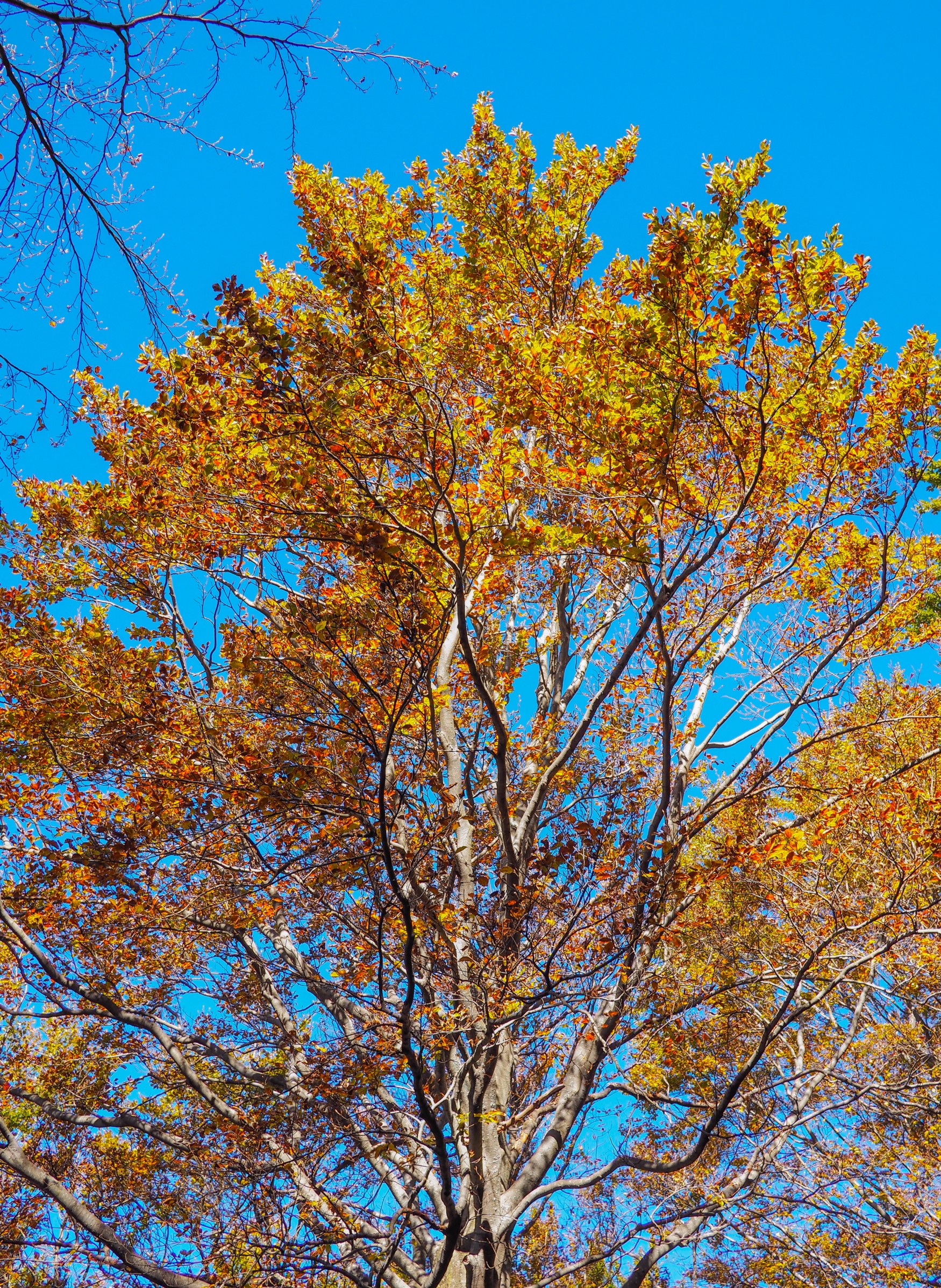 Indian Summer in Val Colla