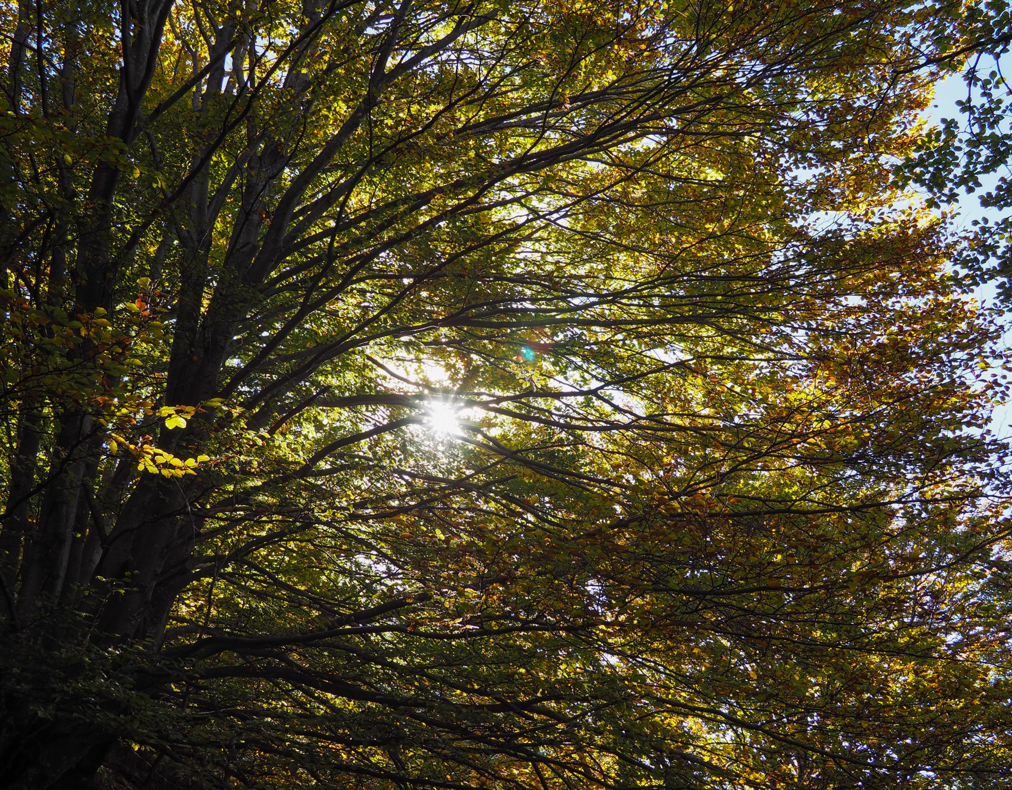 Indian Summer in Val Colla