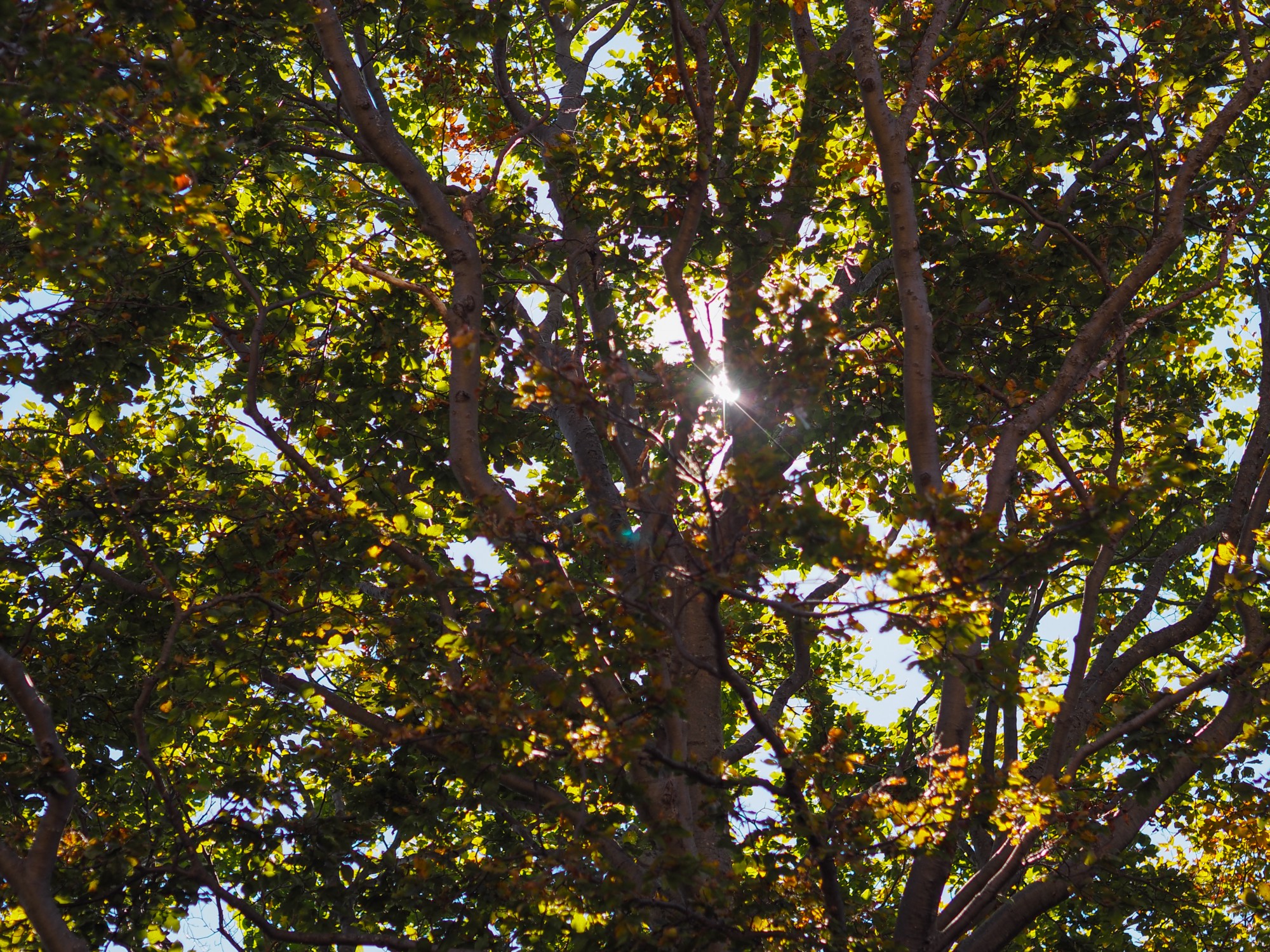 Indian Summer in Val Colla