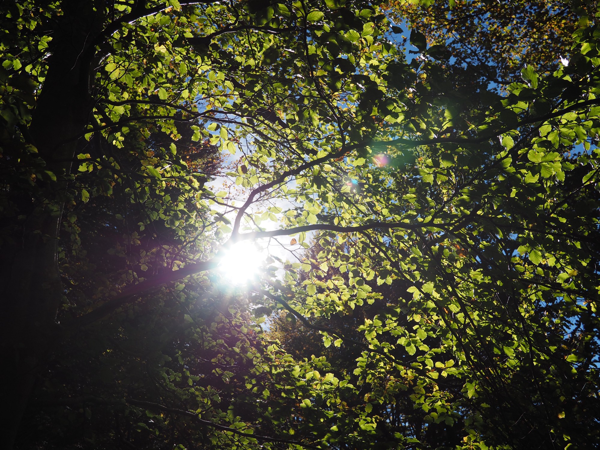 Indian Summer in Val Colla