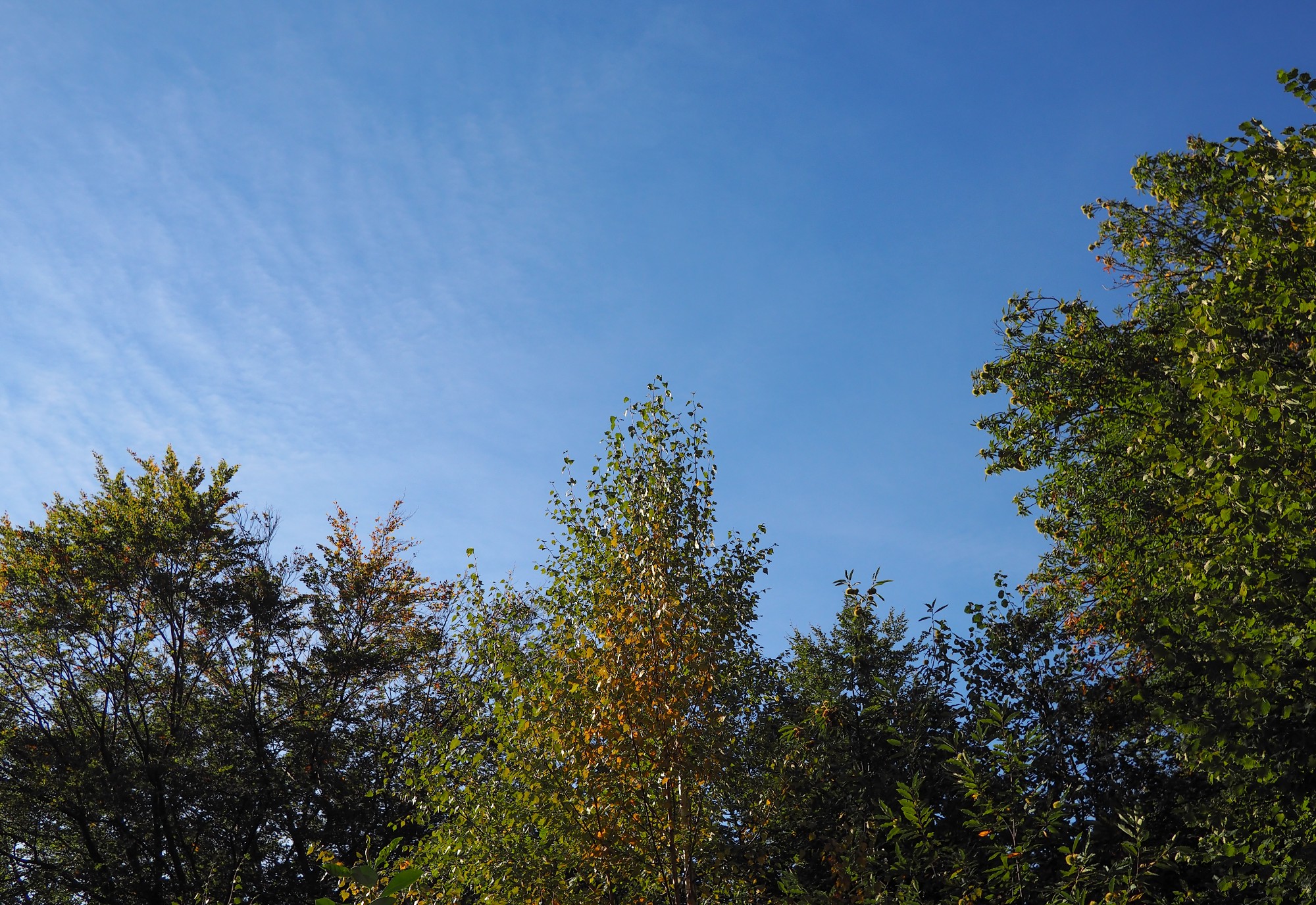 Indian Summer in Val Colla